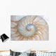 Nautilus