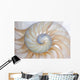 Nautilus