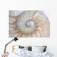 Nautilus