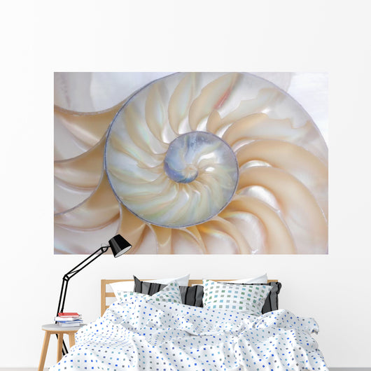 Nautilus