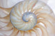 Nautilus