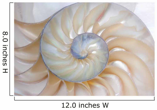 Nautilus