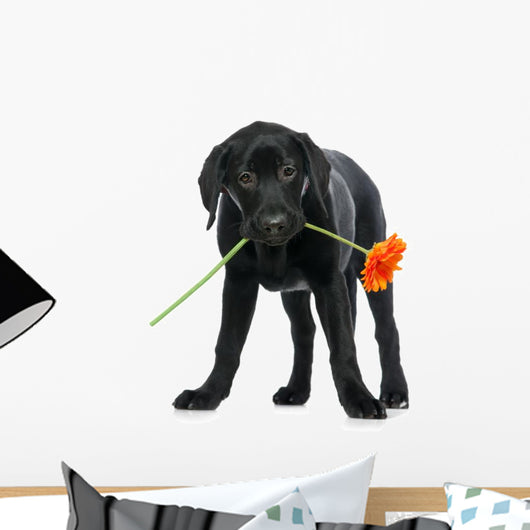 Puppy Labrador Retriever Wall Decal