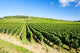 vineyards of Cote de Beaune near Pommard, Burgundy, France Wall Mural