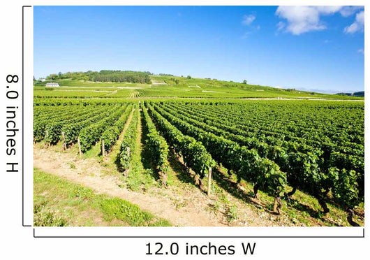 vineyards of Cote de Beaune near Pommard, Burgundy, France Wall Mural
