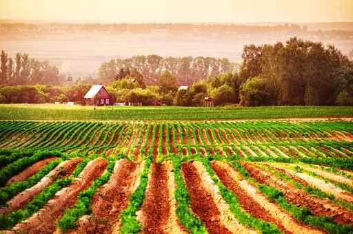 Agricultural Field with House Wall Decal Design 1