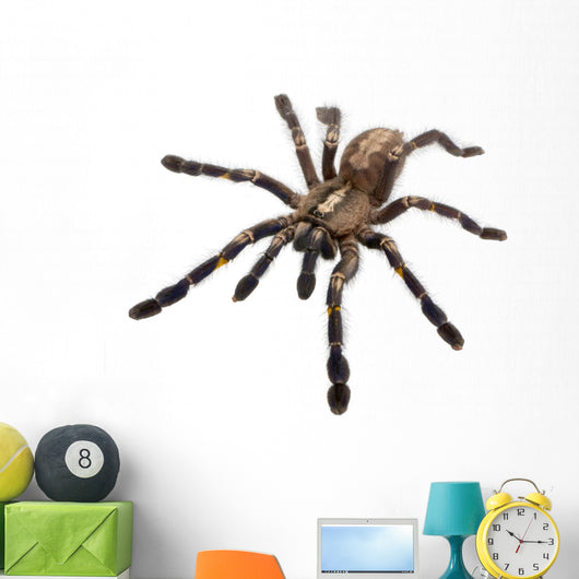 Tarantula Spider Wall Decal