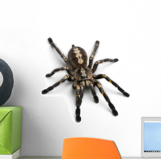 Tarantula Spider Wall Decal