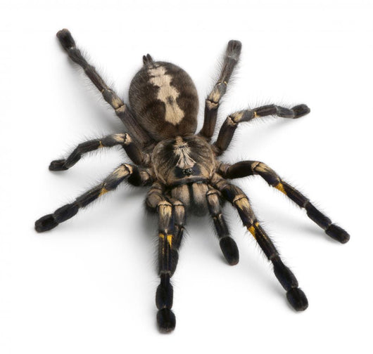 Tarantula Spider Wall Decal