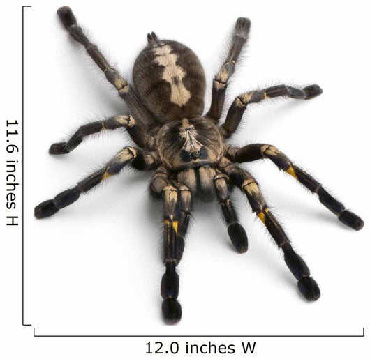Tarantula Spider Wall Decal