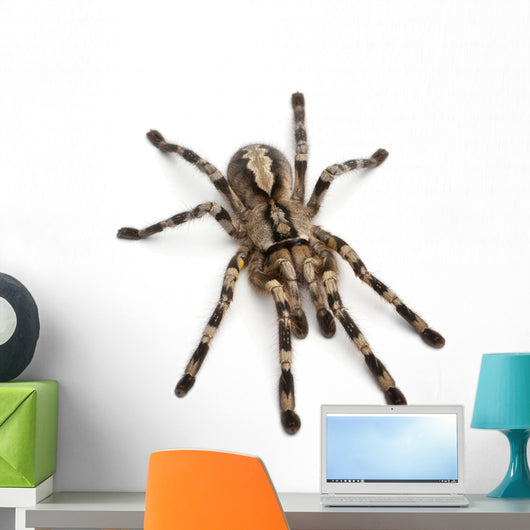 Tarantula Spider Poecilotheria Fasciata Wall Decal