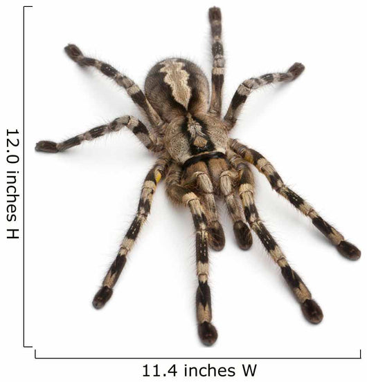 Tarantula Spider Poecilotheria Fasciata Wall Decal