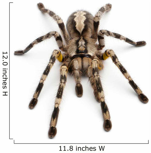 Tarantula Spider Poecilotheria Fasciata Wall Decal