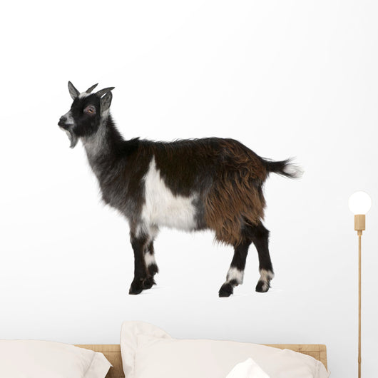 Common Goat from the West of France, Capra aegagrus hircus Wall Decal