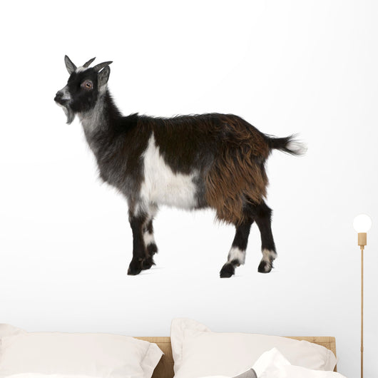 Common Goat from the West of France, Capra aegagrus hircus Wall Decal