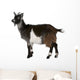 Common Goat from the West of France, Capra aegagrus hircus Wall Decal