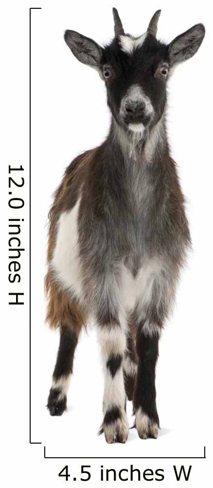 Common Goat From the West of France Wall Decal