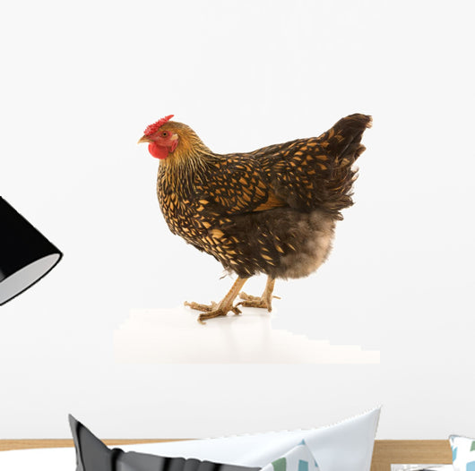 Golden Laced Wyandotte Chicken Wall Decal