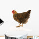 Golden Laced Wyandotte Chicken Wall Decal