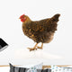 Golden Laced Wyandotte Chicken Wall Decal