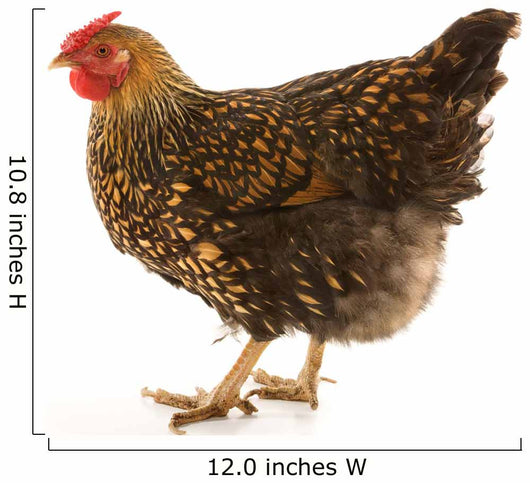 Golden Laced Wyandotte Chicken Wall Decal