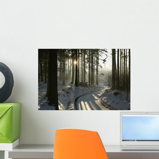 Path Winter Coniferous Forest