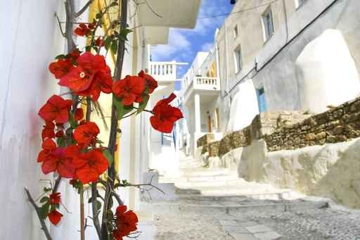 Flowers Mukonos Street Wall Decal