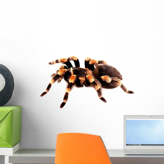 Mexican Red Knee Tarantula Wall Decal