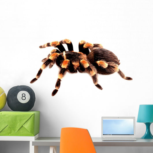 Mexican Red Knee Tarantula Wall Decal