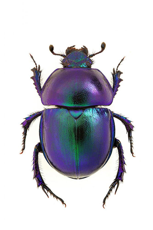 Purple Scarab Beetle Wall Decal