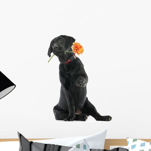 Puppy Labrador Retriever Holding