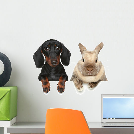 Rabbit and Dog Close-up