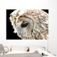 Eule 3 Wall Mural