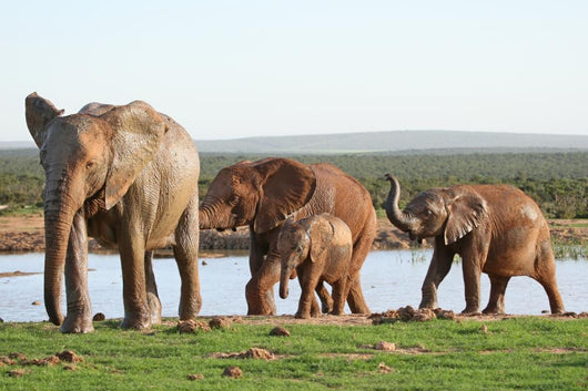 Elephants Waterhole Wall Mural