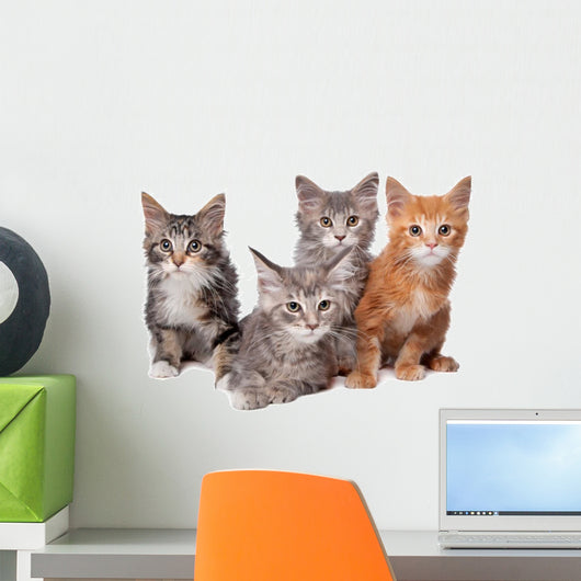 Four Main Coon Cittens