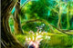 Magic Forest