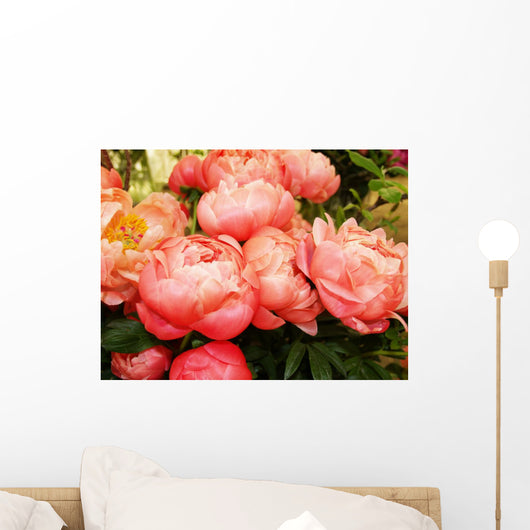 Peonies 1