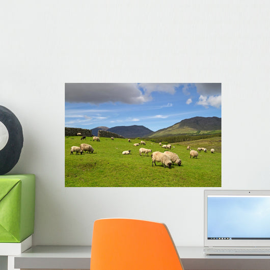 Sheep and Rams Connemara