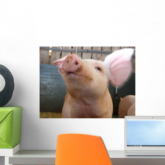 Pig Wall Mural