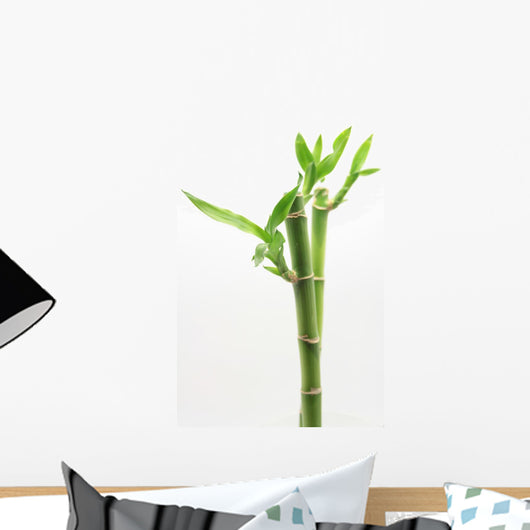 Bamboo