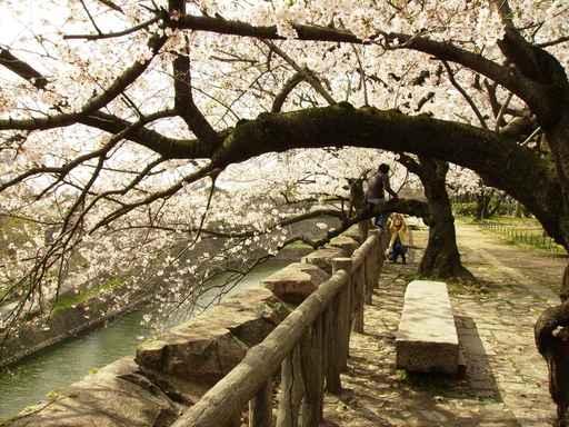 Ancient Cherry Trees Wall Decal