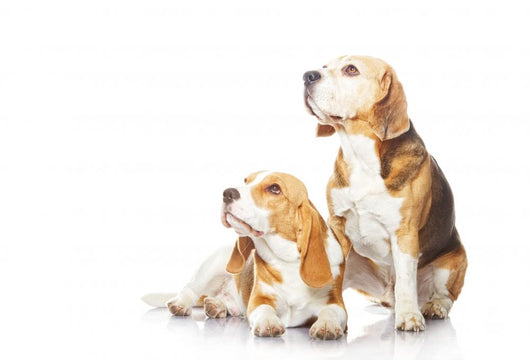 Two beagle dogs isolated on white background Wall Decal