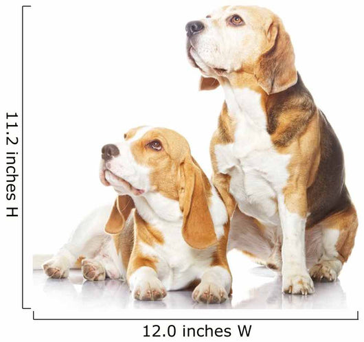 Two beagle dogs isolated on white background Wall Decal