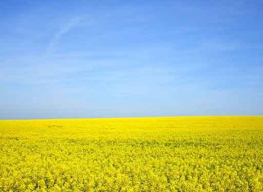 Rapeseed Field Wall Decal