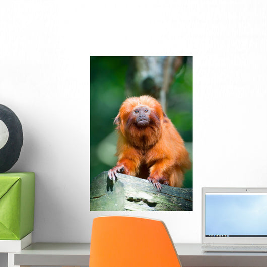 Golden Lion Tamarin
