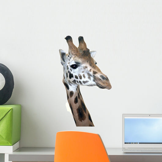 Head Rotschild Giraffe
