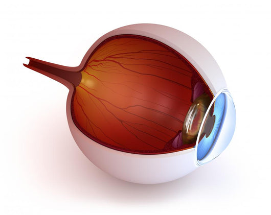 Anatomy Eye Inner Structure Wall Decal