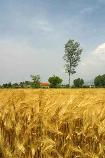 Wheat Field Wall Decal Design 1