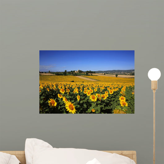 Girasoli Collina Toscana Wall Mural