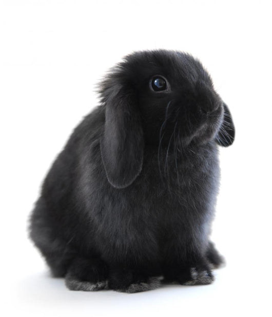 Bunny Rabbit Wall Decal